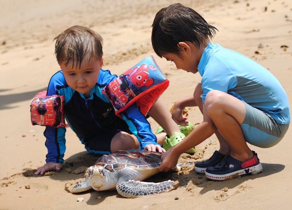 Sea turtle releases.jpg