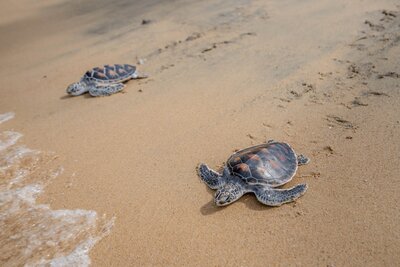 Sea Turtle Releases.jpg
