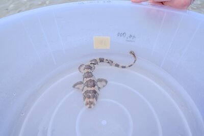 The Bamboo Shark Conservation Programme