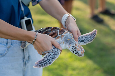 Green Turtle Release.jpg