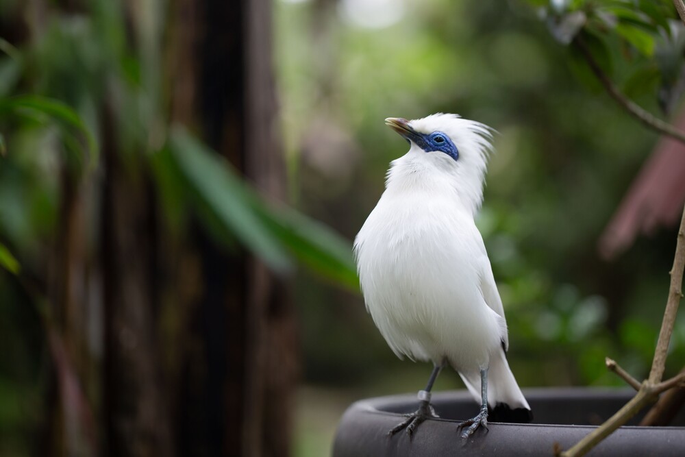 Anantara Ubud Bali Resort Bali Starling Bird 3.jpg