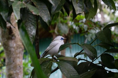 Anantara Ubud Bali Resort Bali Starling Bird 1.jpg