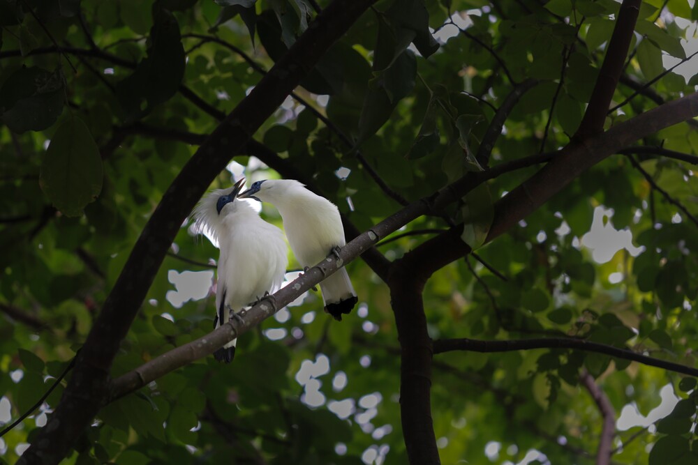 Anantara Ubud Bali Resort Bali Starling Bird 2.jpg