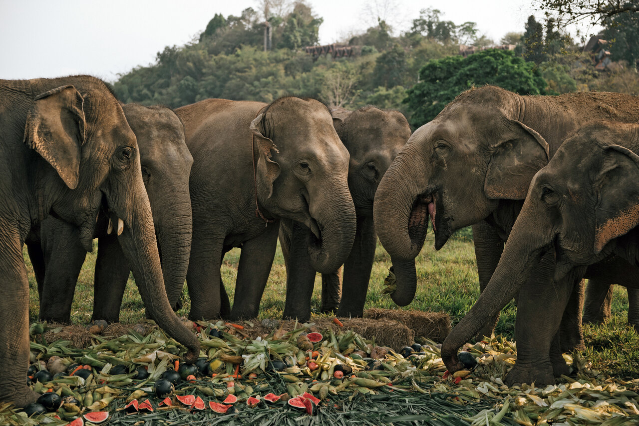 Elephants at Anantara Golden Triangle enjoyed a colourful spread of fresh fruits and vegetables for Thai National Elephant Day.jpg