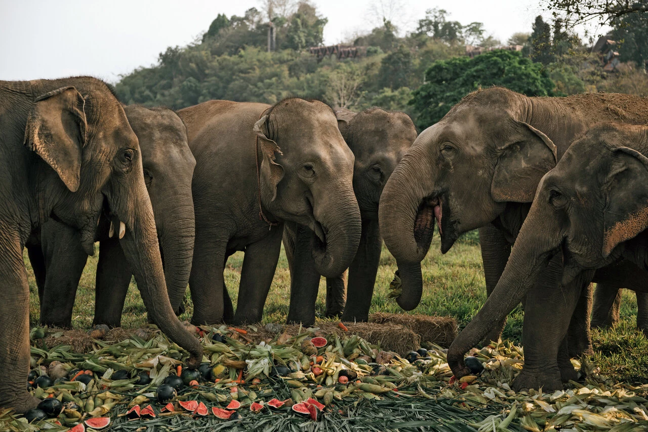 Elephants at Anantara Golden Triangle enjoyed a colourful spread of fresh fruits and vegetables for Thai National Elephant Day.jpg