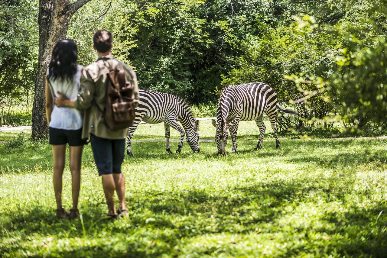 Avani_Victoria_Falls_Resort_Recreation_Facility_Couple_Watching_Zebras_On_Lawn.jpg
