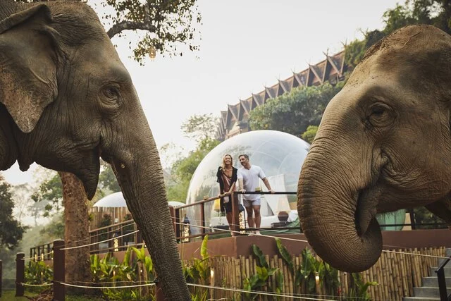 Anantara_Golden_Triangle_Elephant_Camp_And_Resort_Guest_Room_Jungle_Bubbles_Terrace_Couple_Elephants-6582x4388