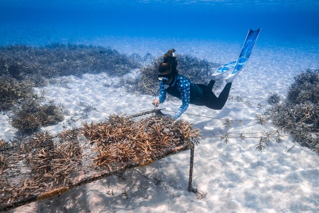 Dr Oriana Migliaccio and Coral Planting at Anantara in the Maldives.jpeg