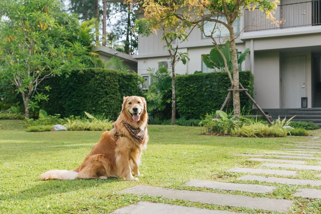 Avani+ Khao Lak Resort_Pet Friendly_International Dog Day.jpg