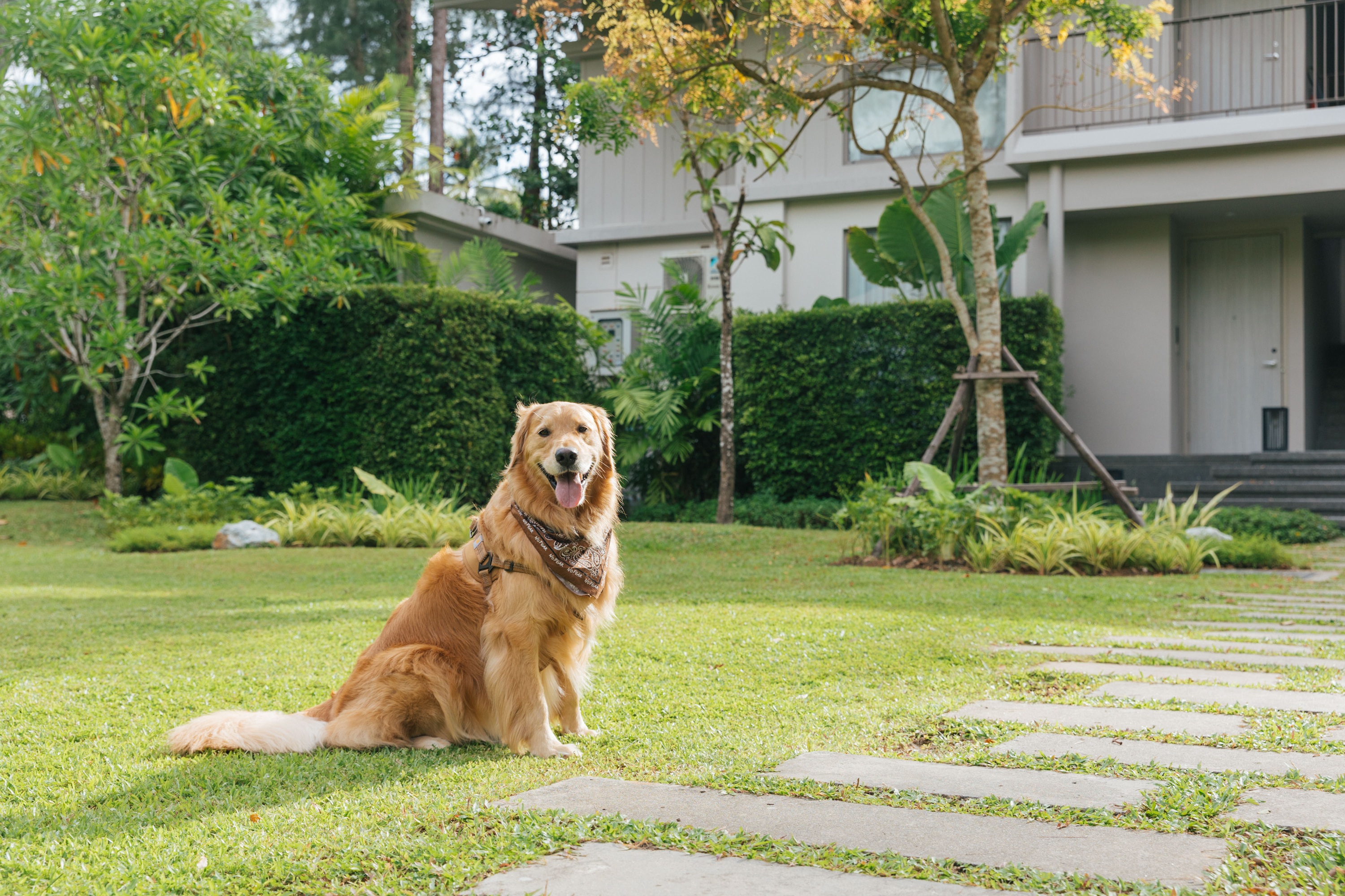 Avani+ Khao Lak Resort_Pet Friendly_International Dog Day.jpg