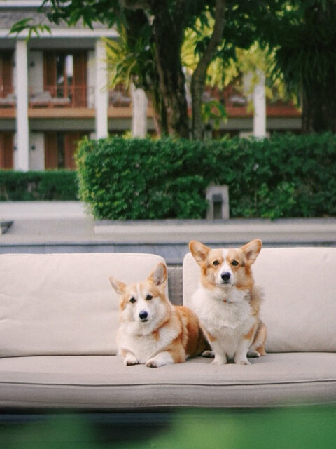 Avani+ Luang Prabang_Pet Friendly_Samsam and 4wheels.jpg