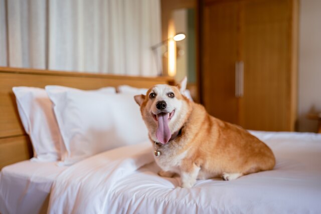 Avani+ Luang Prabang_Pet Friendly (2).jpg