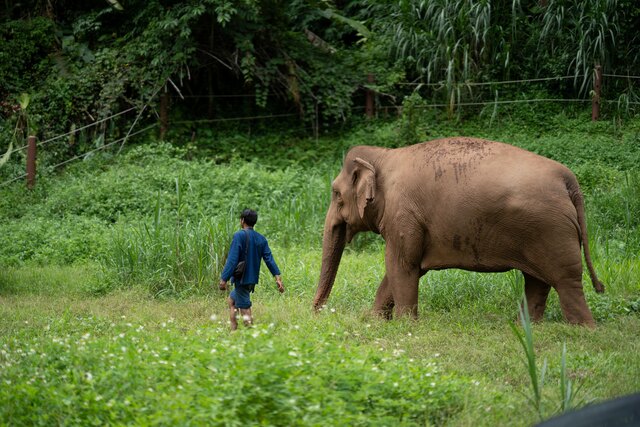 Anantara Golden Triangle Elephant Camp & Resort_World Elephant Day 2026.jpg