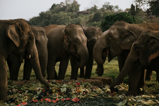 Anantara Golden Triangle Elephant Camp and Resort_Elephant Buffet.jpg