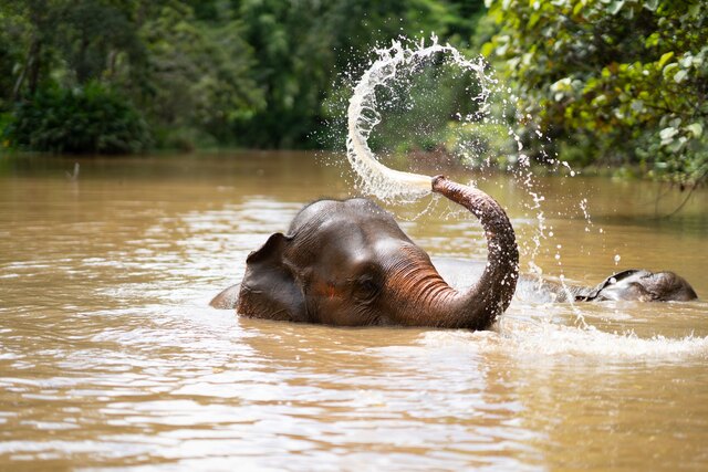 Anantara Golden Triangle Elephant Camp & Resort_World Elephant Day 2026.jpg