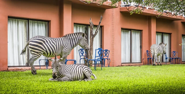 Avani_Victoria_Falls_Resort_Exterior_View_Rooms_Zebras_On_The_Lawn
