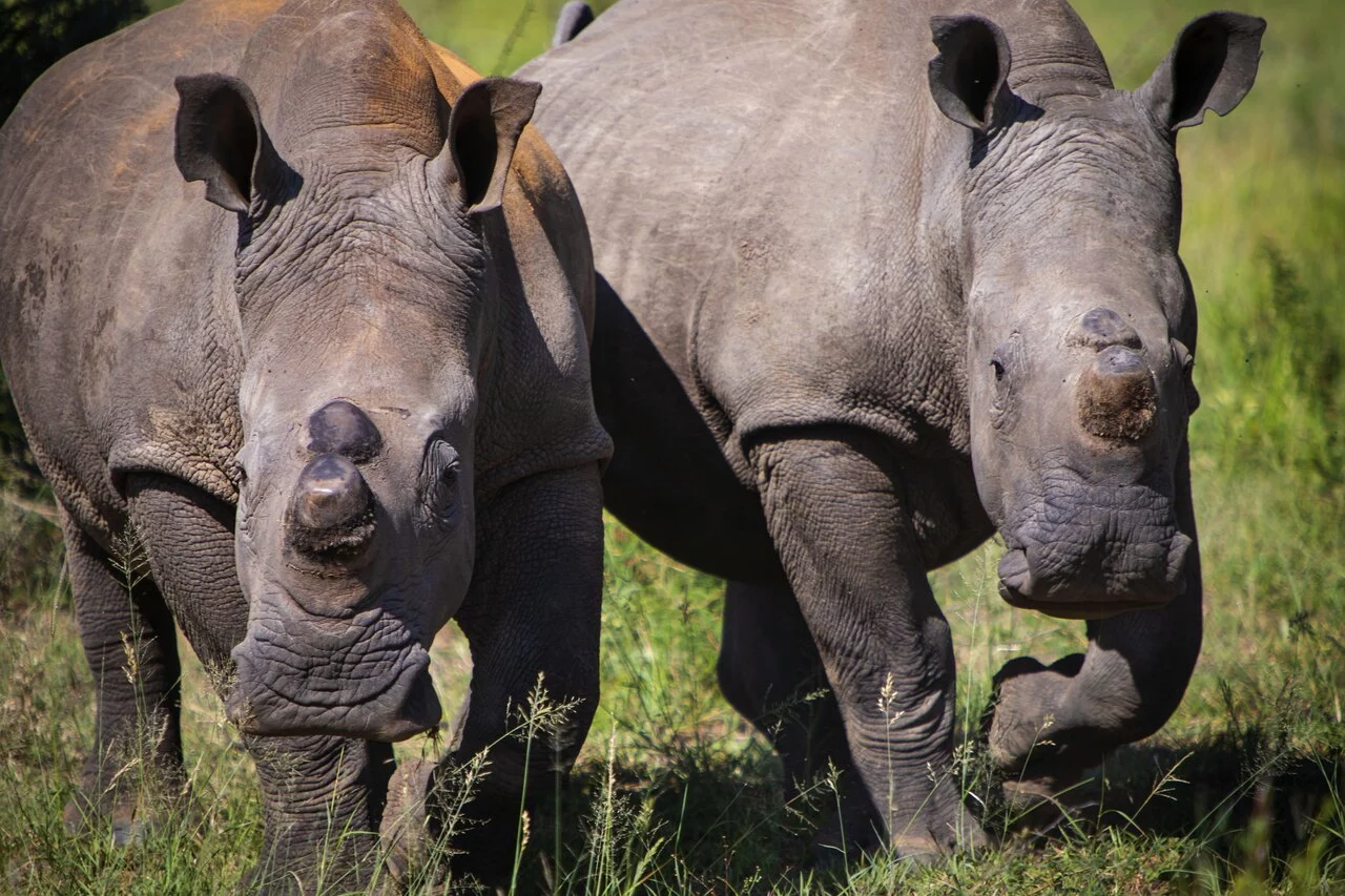White rhino dehorned.jpg
