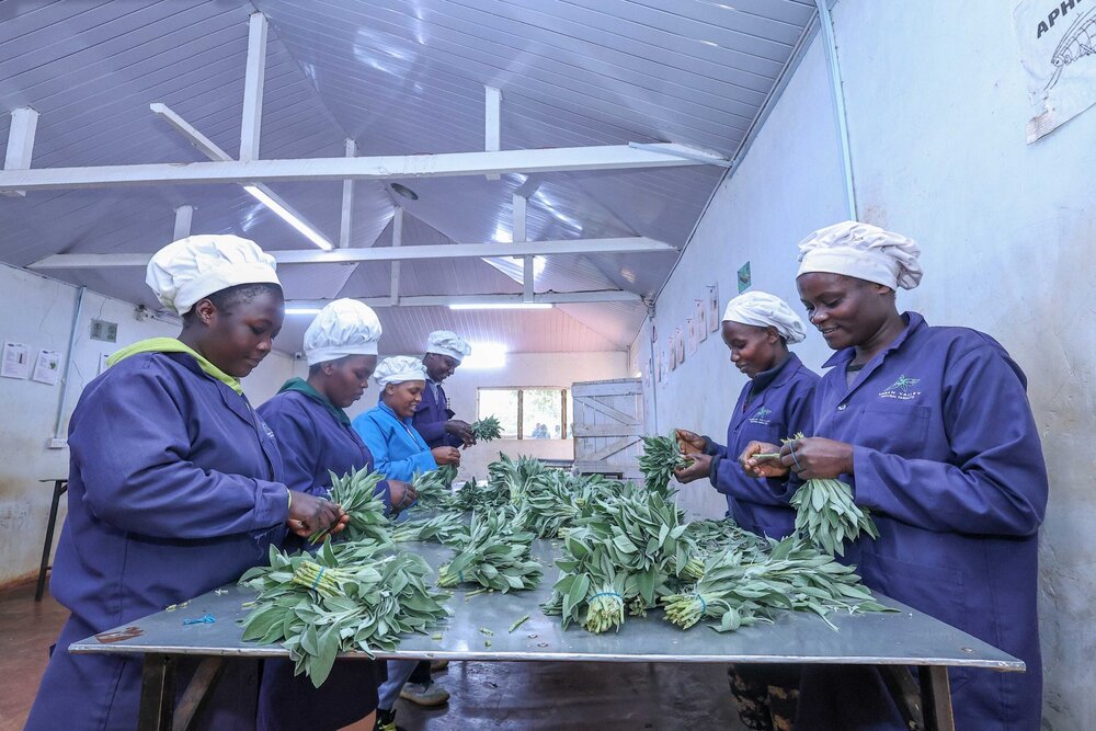 How Solar Energy and Herb Farming Are Powering Women's Livelihoods