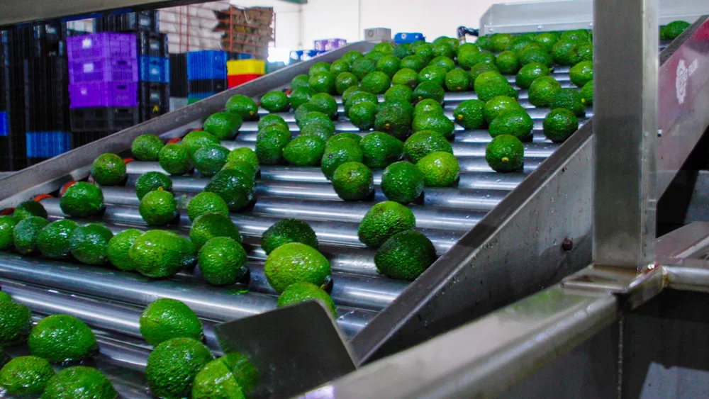Solar Cold Rooms for Avocados to Bolster Kenya's Export Earnings