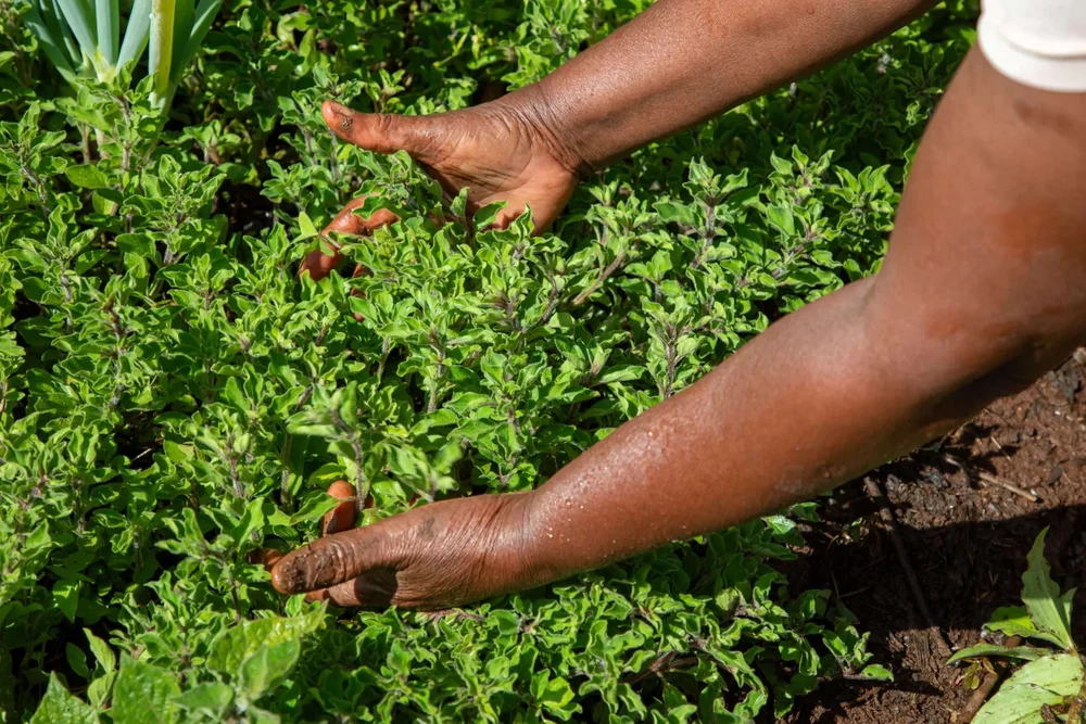 Five Years Regenerating the Land: Lessons from a Farmer in Kirinyaga, Kenya