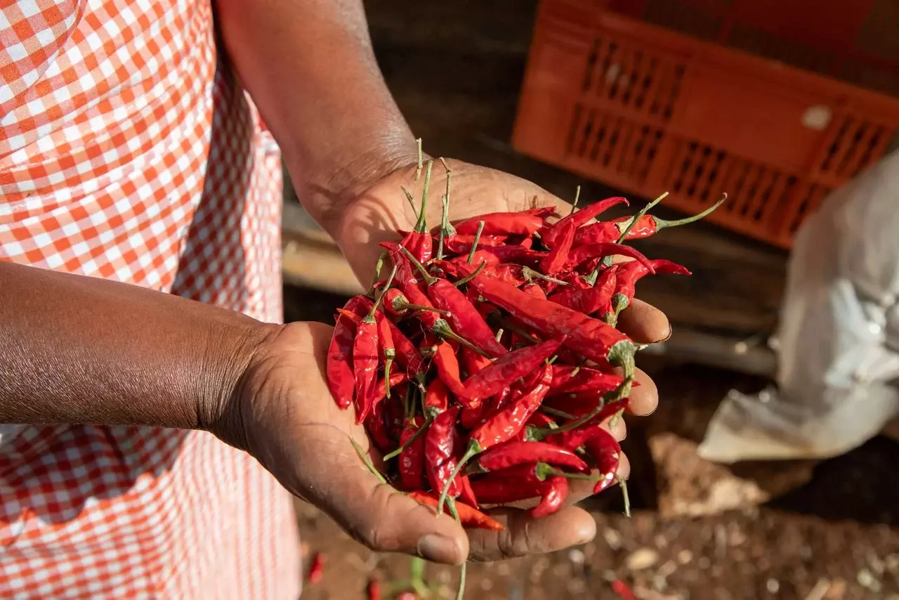 chillis-scaled.webp