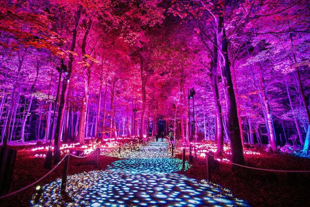 Harry Potter A Forbidden Forest Experience