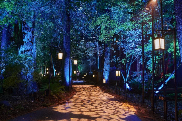 Harry Potter A Forbidden Forest Experience