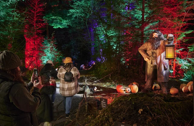 Harry Potter A Forbidden Forest Experience