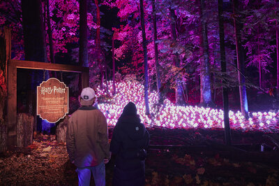 finals high res Harry Potter Forest_DSC_1774 (1)