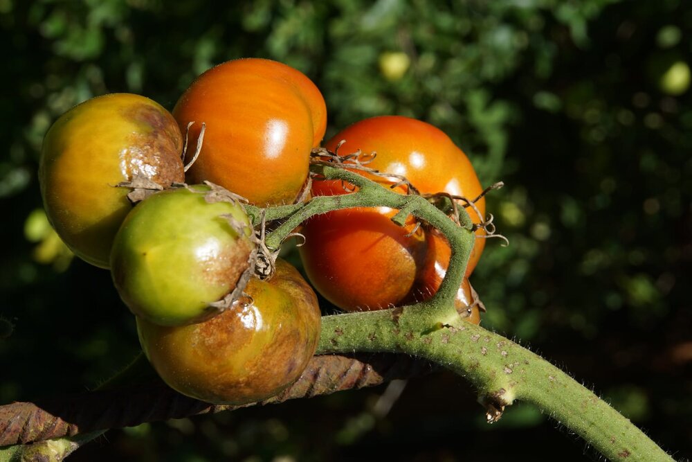 Late blight, phytophthora infestans, on tomatoes
