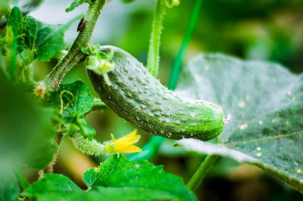 cucumber in greenhouse