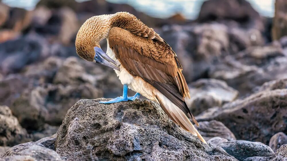 The Best Bird-Watching Destinations Around the World | Virtuoso