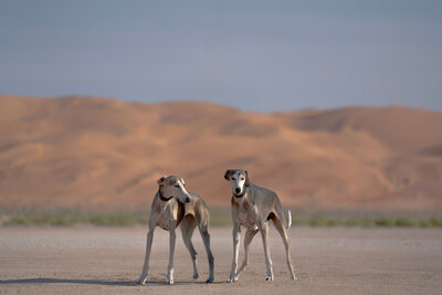 Qasr_Al_Sarab_Desert_Resort_by_Anantara_Ezba_Salukis.jpg