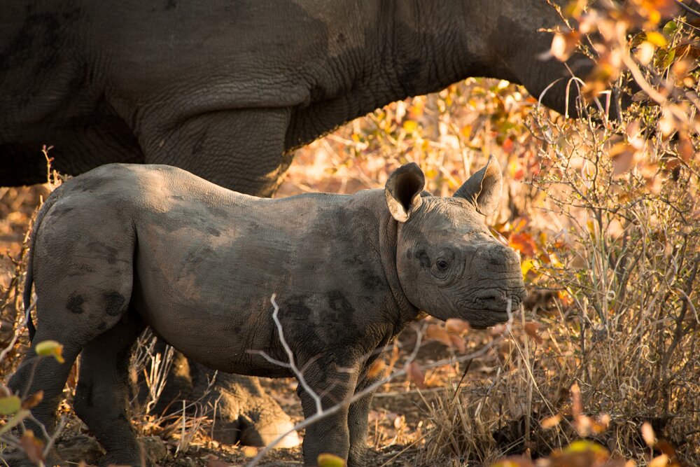 612255-Anantara Stanley & Livingstone Victoria Falls Hotel_Baby rhino-214269-original-1757576020.jpg