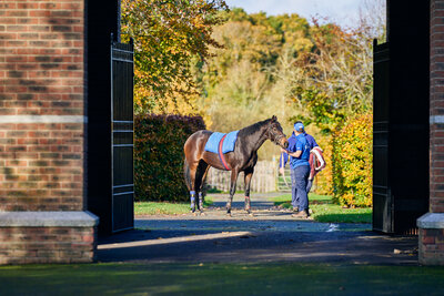 Yearling taking a break from learning.jpg