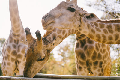The_Royal_Livingstone_by_Anantara_Exterior_view_Gardens_Giraffe_Feeding