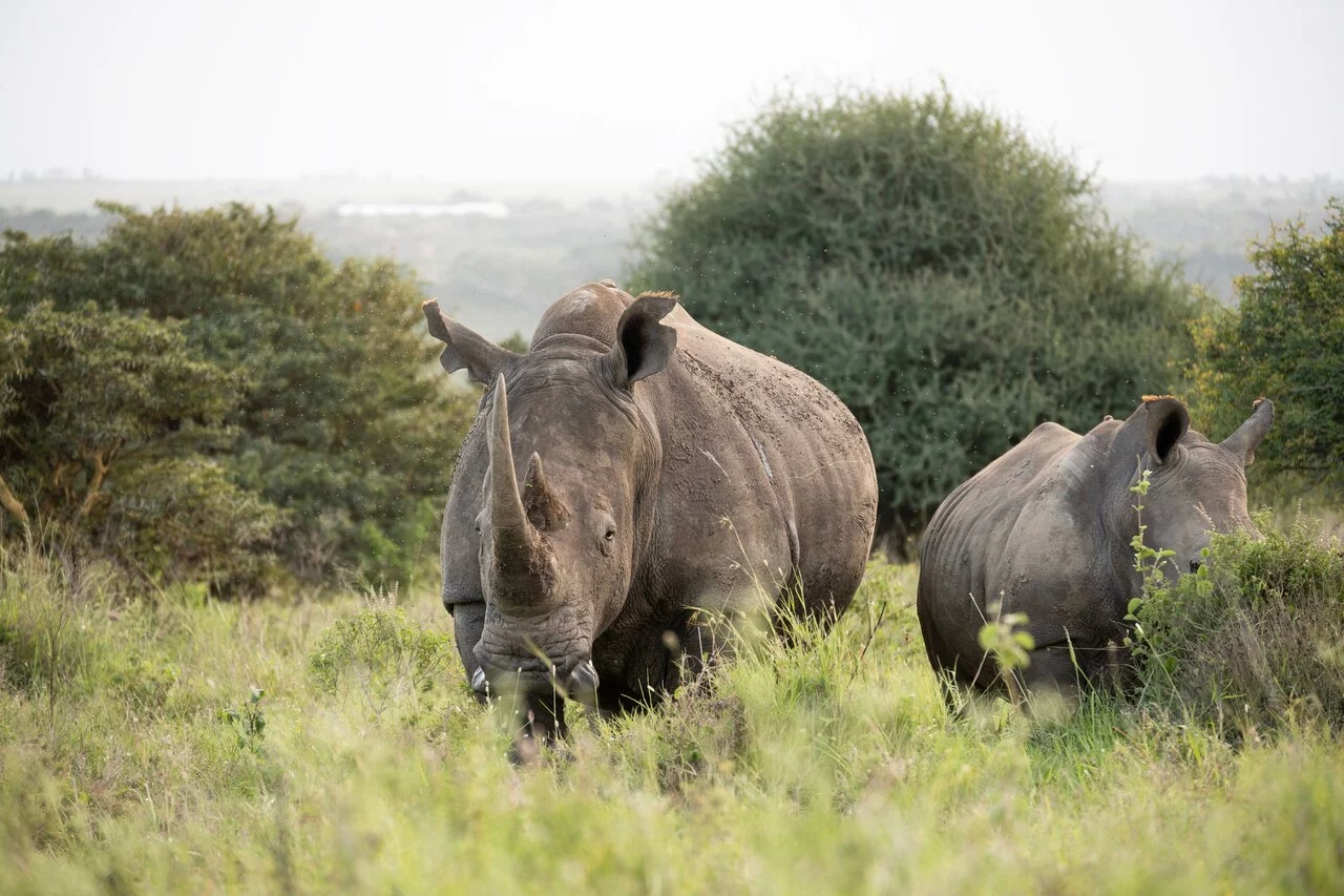 White rhino.jpg