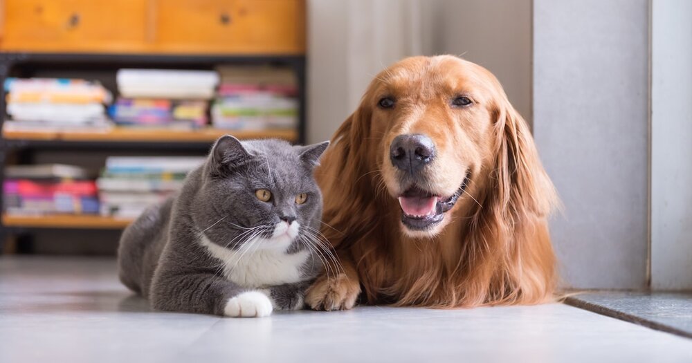 Fünf clevere Spartipps für Ihre Vierbeiner: Was sich bei Hund und Katze wirklich lohnt
