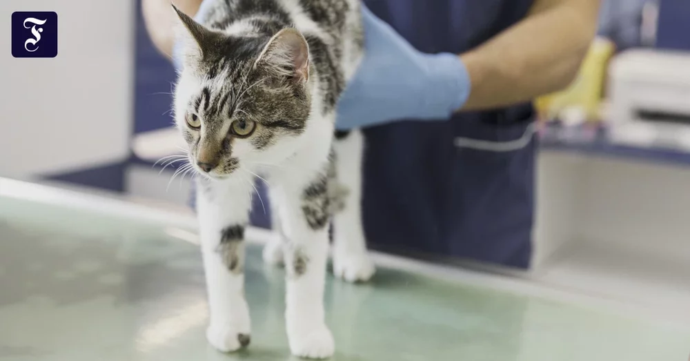 Tierkrankenversicherung: Wann sich der Schutz fürs Haustier lohnt