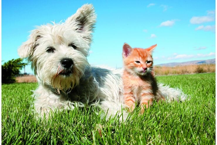 Petolo: Neue OP-Police für Hunde und Katzen