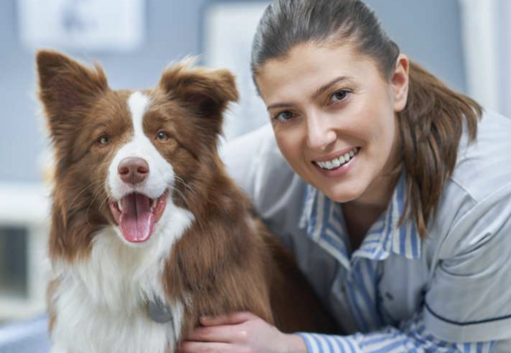 Patolo mise sur la télémédecine pour animaux avec Liv'Vet