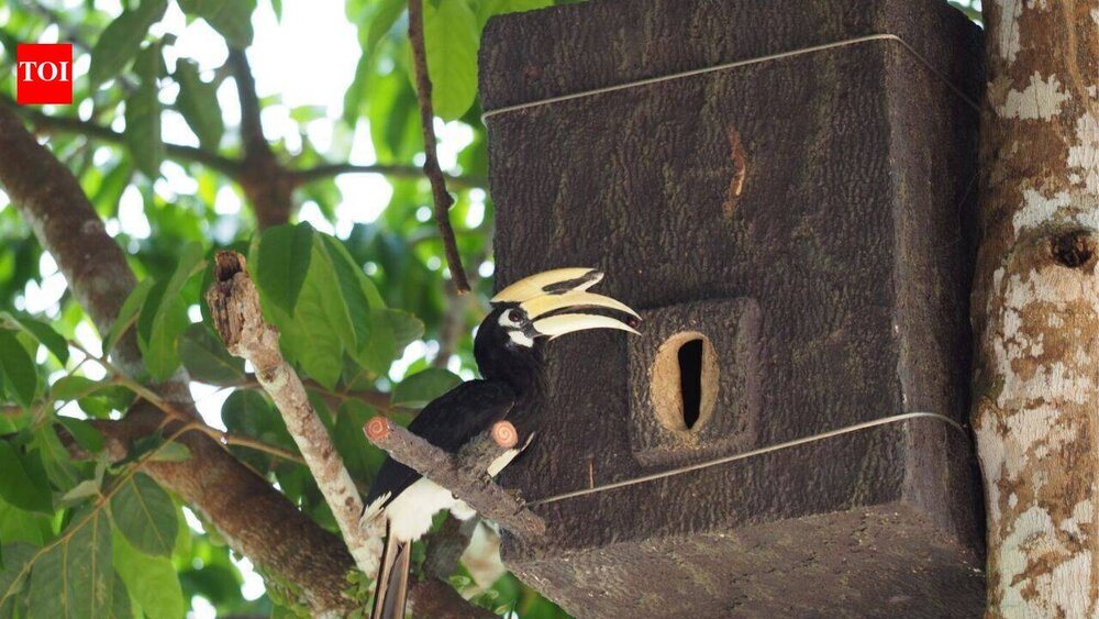 Meet Yanin ‘Proud’, a 17-year-old Thai student who built artificial hornbill nests from recycled ...