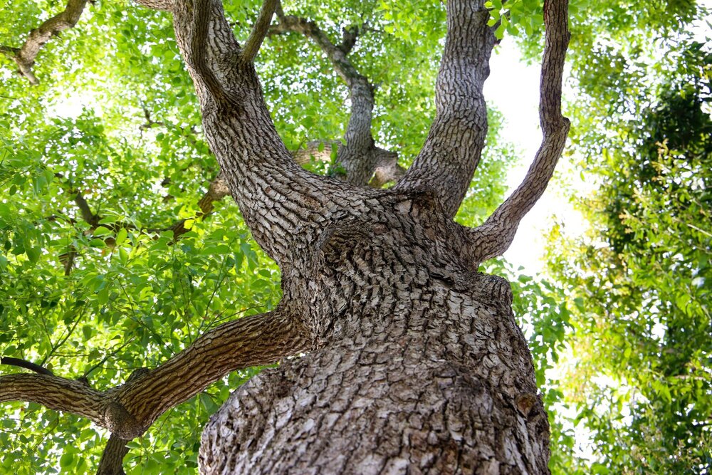 What We're Reading: Saving One Centuries-Old Tree at a Time