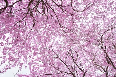 Rituals-24—sakura-2024-pedals_008 (1)