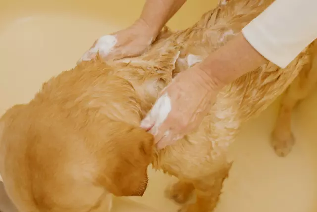 1121456-rituals-dc26037-paw-balm-in-use-2026