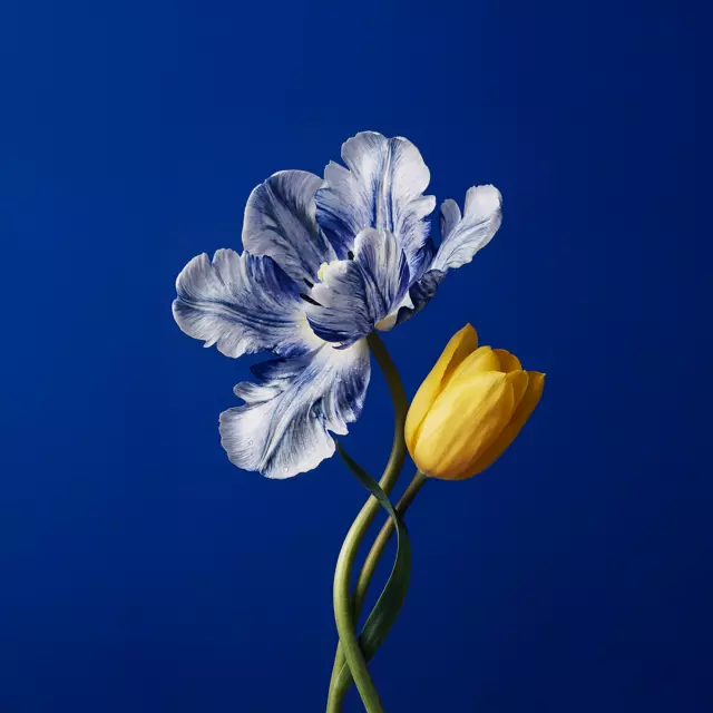rituals-amsterdam-tulip-apac-background-PNG