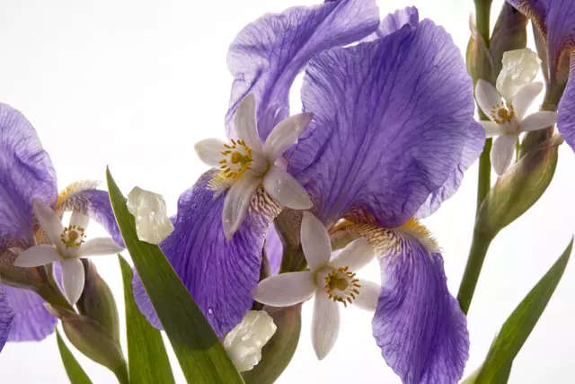 1120729-rituals-studio-neroli-orris-white-musk-founders-PNG