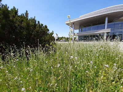 EPP_King Cross Marcelin_Flower meadows.jpg