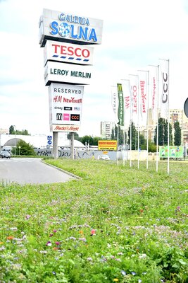 Flower meadows at EPP Galeria Solna in Inowroclaw Poland.jpg