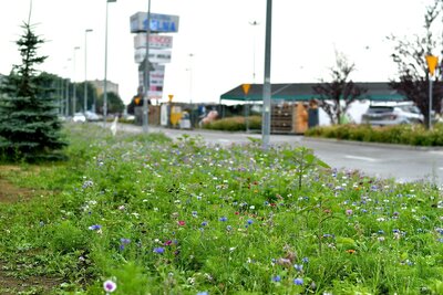 EPP's flower meadows at Galeria Solna.jpg